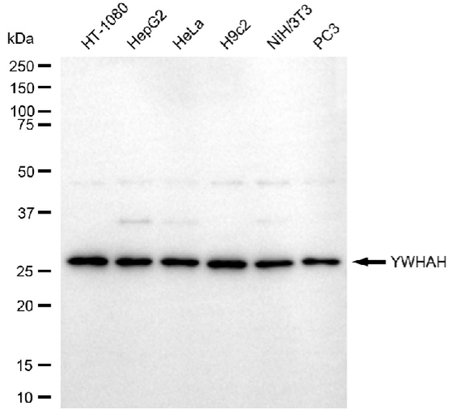 14-3-3 eta Antibody in Western Blot (WB)