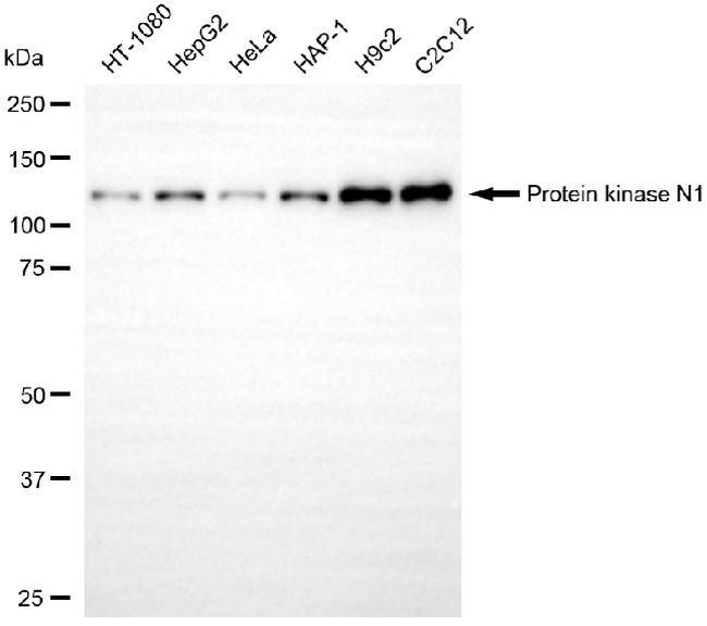 PKN1 Antibody in Western Blot (WB)
