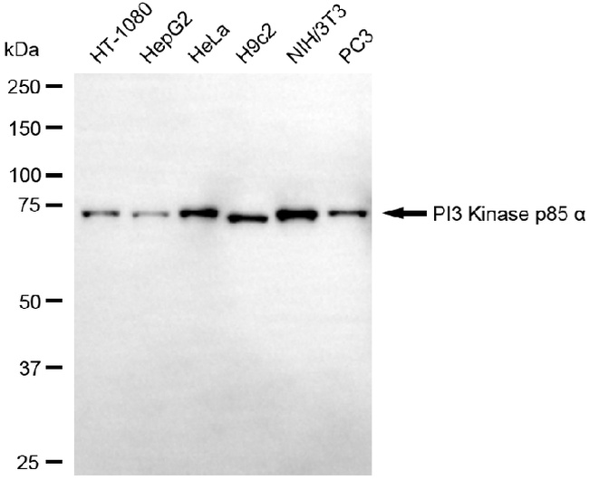 PI3K p85 alpha Antibody in Western Blot (WB)