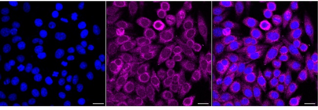 PDHA1 Antibody in Immunocytochemistry (ICC/IF)