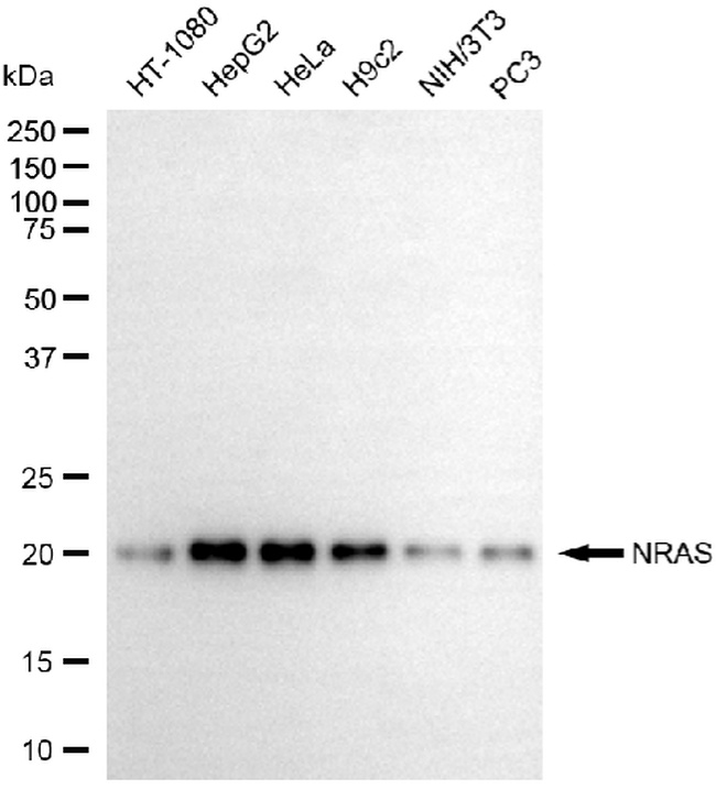 N-Ras Antibody in Western Blot (WB)