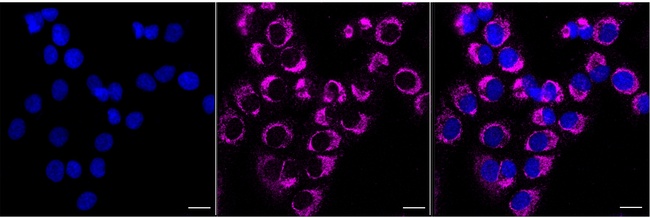 NDUFB10 Antibody in Immunocytochemistry (ICC/IF)