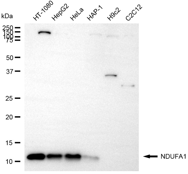 NDUFA1 Antibody in Western Blot (WB)