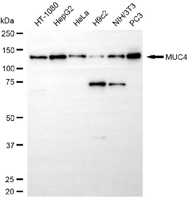 MUC4 Antibody in Western Blot (WB)