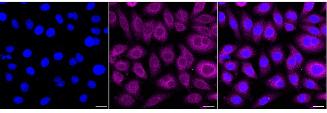 MST2 Antibody in Immunocytochemistry (ICC/IF)