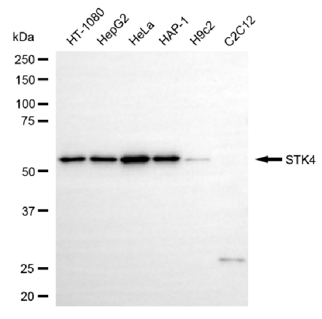 MST1 (STK4) Antibody in Western Blot (WB)