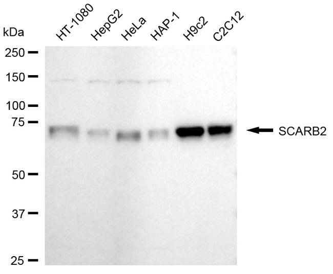 LIMP2 Antibody in Western Blot (WB)