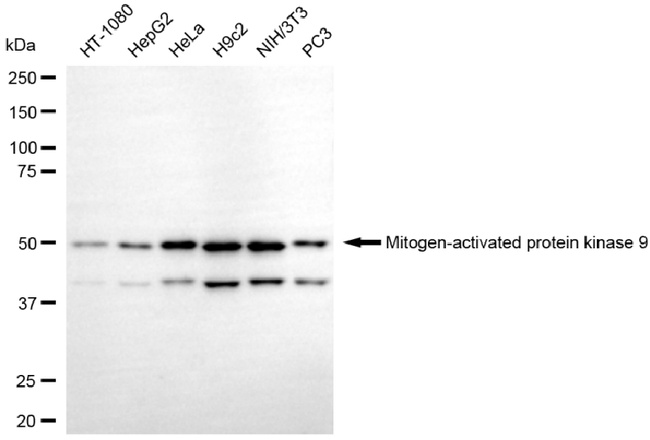 JNK2 Antibody in Western Blot (WB)