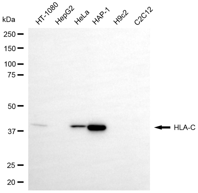 HLA-C Antibody in Western Blot (WB)