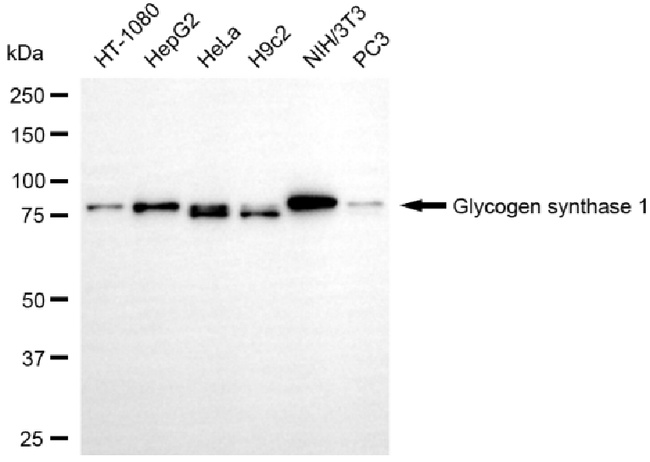 GYS1 Antibody in Western Blot (WB)