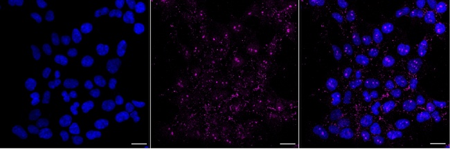 FOXO4 Antibody in Immunocytochemistry (ICC/IF)
