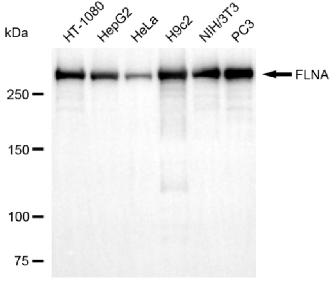 Filamin A Antibody in Western Blot (WB)