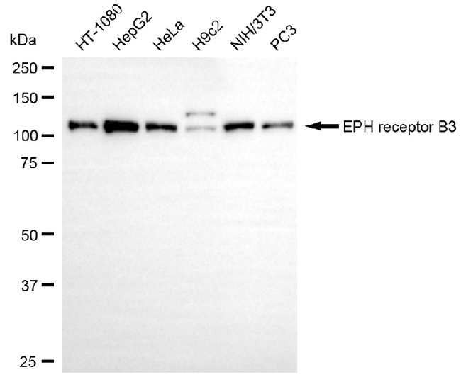 EphB3 Antibody in Western Blot (WB)