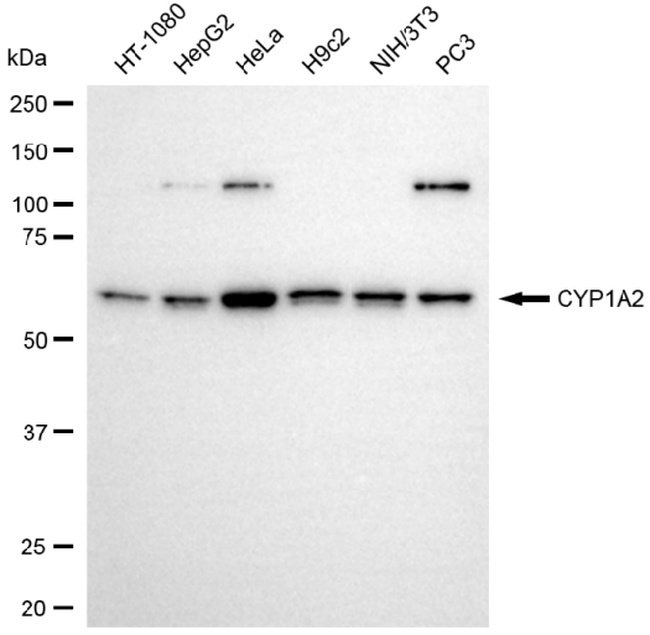 CYP1A2 Antibody in Western Blot (WB)