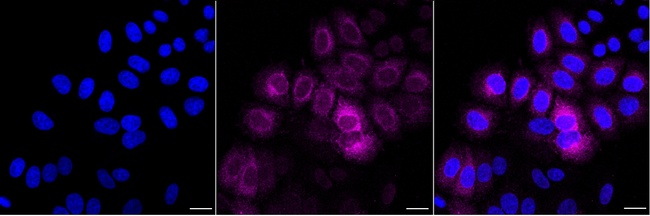 Cyclin B1 Antibody in Immunocytochemistry (ICC/IF)