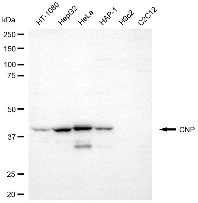 CNP Antibody in Western Blot (WB)