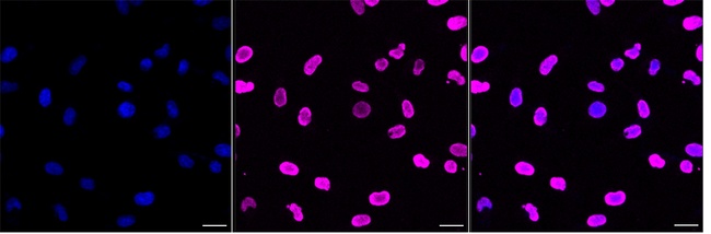Histone H1.3 Antibody in Immunocytochemistry (ICC/IF)