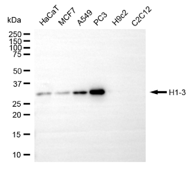 Histone H1.3 Antibody in Western Blot (WB)