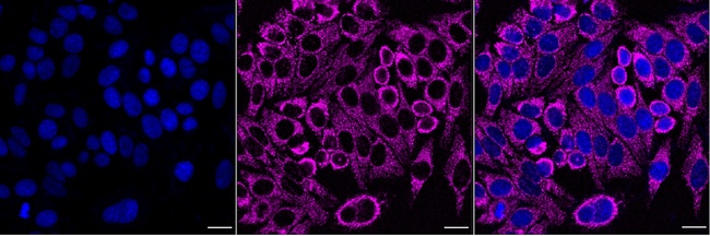 ATP Synthase gamma Antibody in Immunocytochemistry (ICC/IF)