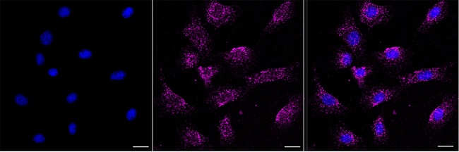 SPTAN1 Antibody in Immunocytochemistry (ICC/IF)