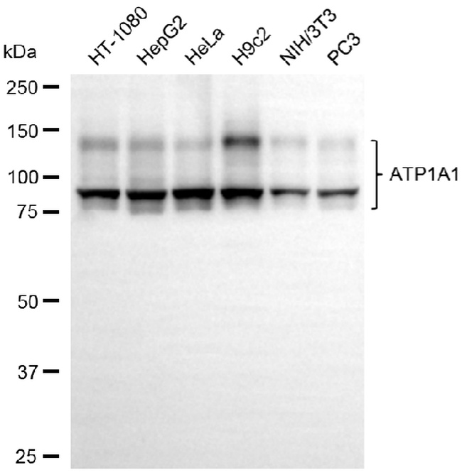 ATP1A1 Antibody in Western Blot (WB)