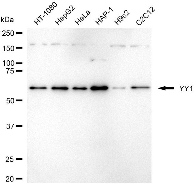 YY1 Antibody in Western Blot (WB)