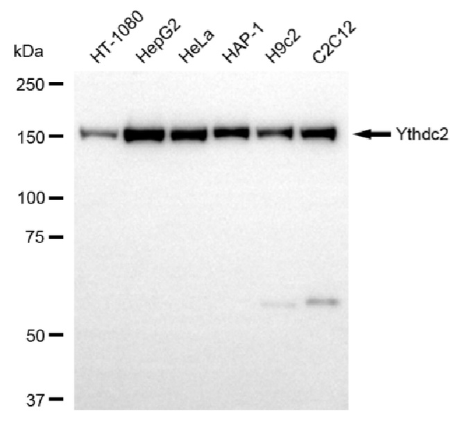 YTHDC2 Antibody in Western Blot (WB)