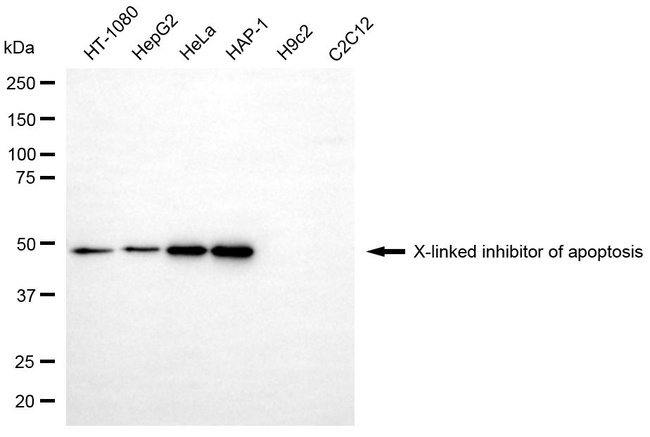 XIAP Antibody in Western Blot (WB)