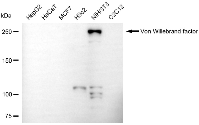 VWF Antibody in Western Blot (WB)