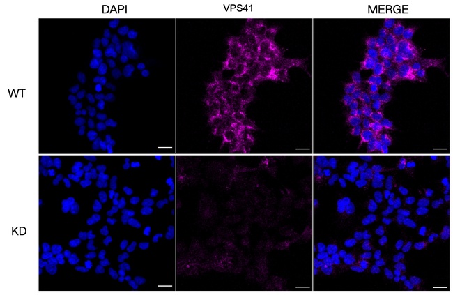 VPS41 Antibody in Immunocytochemistry (ICC/IF)