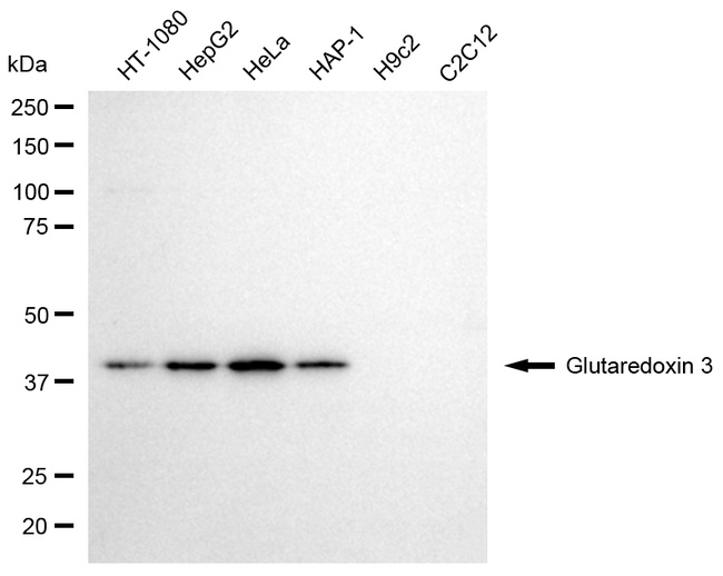 TXNL2 Antibody in Western Blot (WB)