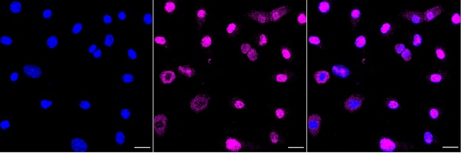 Tug Antibody in Immunocytochemistry (ICC/IF)