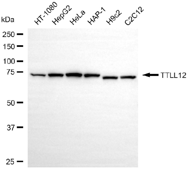 TTLL12 Antibody in Western Blot (WB)