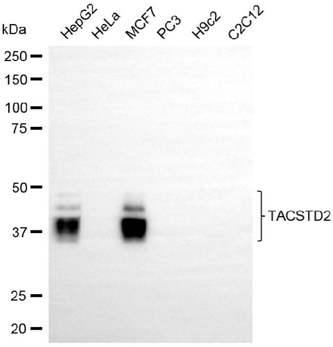 TROP2 Antibody in Western Blot (WB)