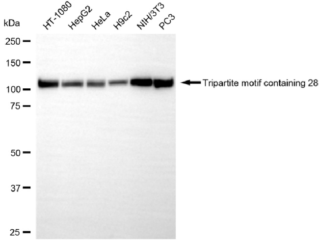 TRIM28 Antibody in Western Blot (WB)