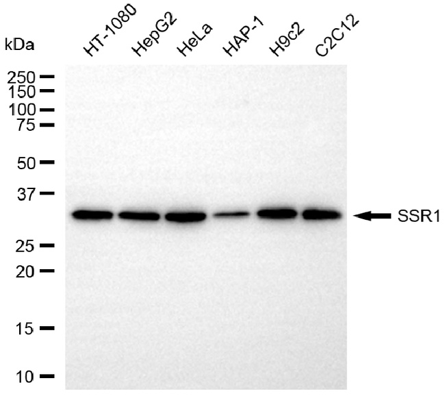 TRAP alpha Antibody in Western Blot (WB)
