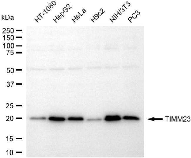 TIMM23 Antibody in Western Blot (WB)