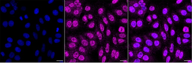 TEAD4 Antibody in Immunocytochemistry (ICC/IF)