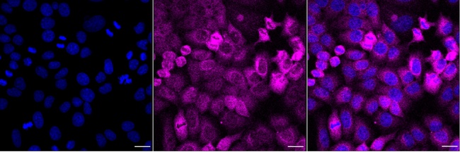 TCP-1 beta Antibody in Immunocytochemistry (ICC/IF)