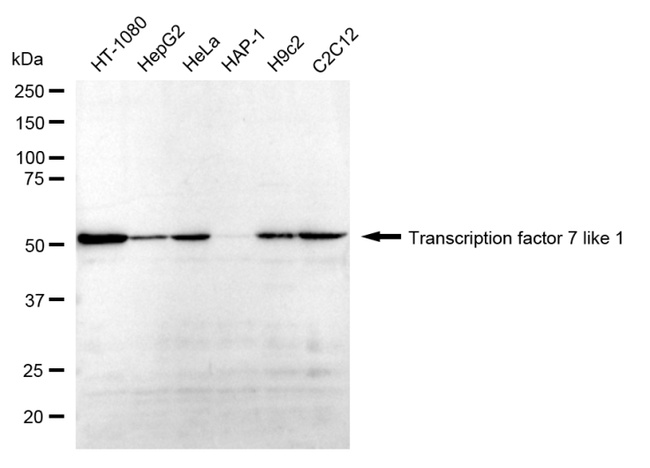 TCF7L1 Antibody in Western Blot (WB)