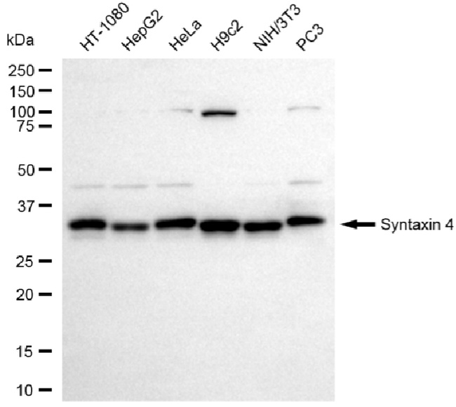 Syntaxin 4 Antibody in Western Blot (WB)