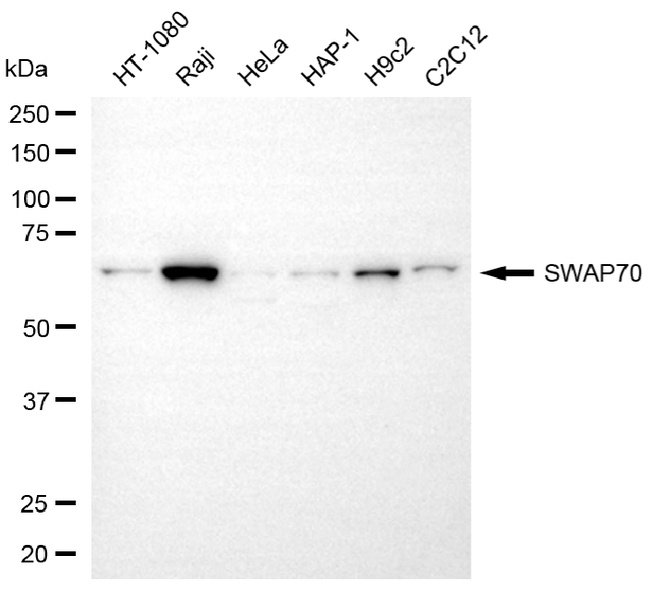 SWAP70 Antibody in Western Blot (WB)