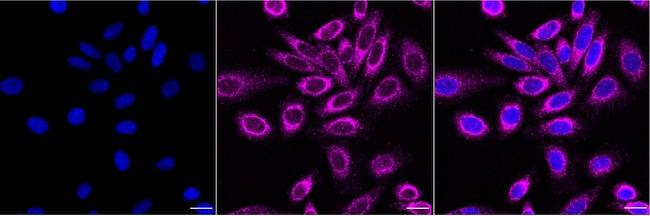 STX17 Antibody in Immunocytochemistry (ICC/IF)
