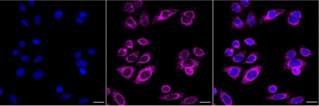 STX17 Antibody in Immunocytochemistry (ICC/IF)