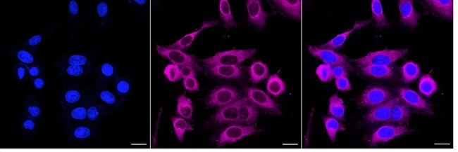 STK39 Antibody in Immunocytochemistry (ICC/IF)