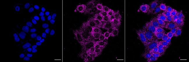 SRPK2 Antibody in Immunocytochemistry (ICC/IF)