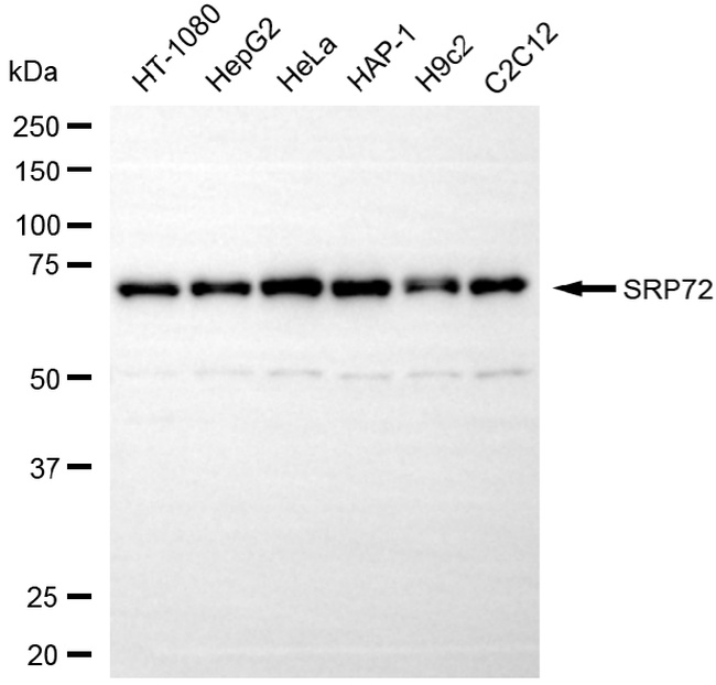 SRP72 Antibody in Western Blot (WB)