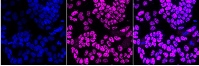 SP1 Antibody in Immunocytochemistry (ICC/IF)
