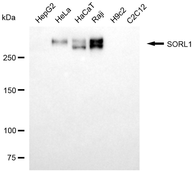 SORL1 Antibody in Western Blot (WB)