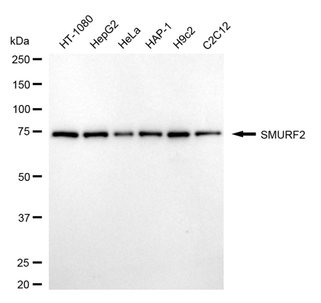 SMURF2 Antibody in Western Blot (WB)